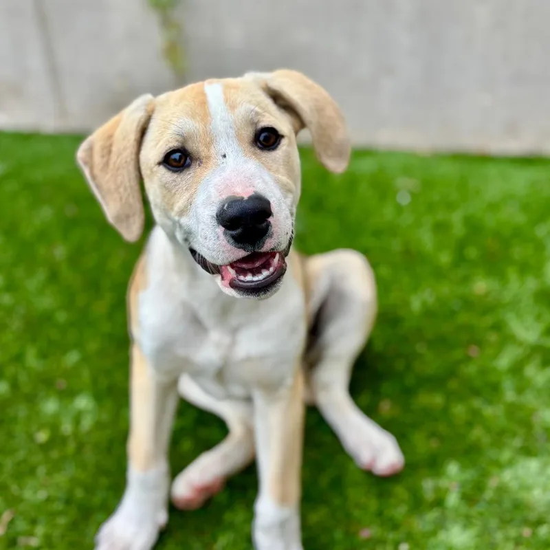 A baby medium-sized male White / Cream Mixed Breed dog named Bagel for adoption in Fredericksburg, TX