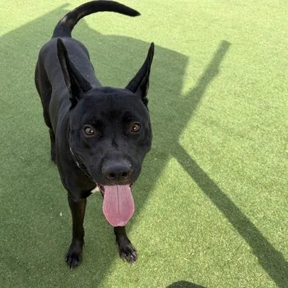 An adult medium-sized male Shepherd dog named Maru for adoption in Farmers Branch, TX