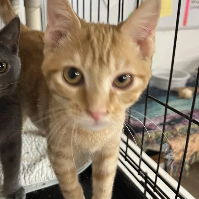 A baby medium-sized male Domestic Short Hair cat named Beasley for adoption in Wappingers Falls, NY