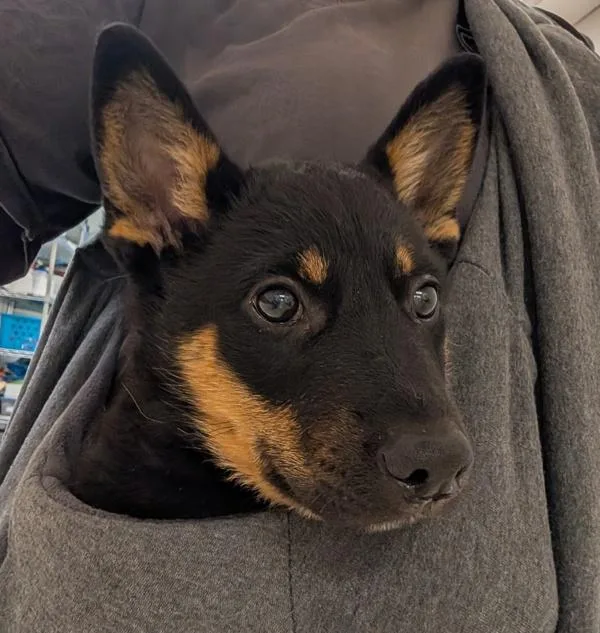 A baby small-sized male Australian Cattle Dog / Blue Heeler dog named Eli for adoption in Santa Rosa, CA