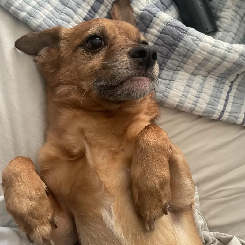 A senior small-sized male Chihuahua dog named Winston for adoption in West Palm Beach, FL