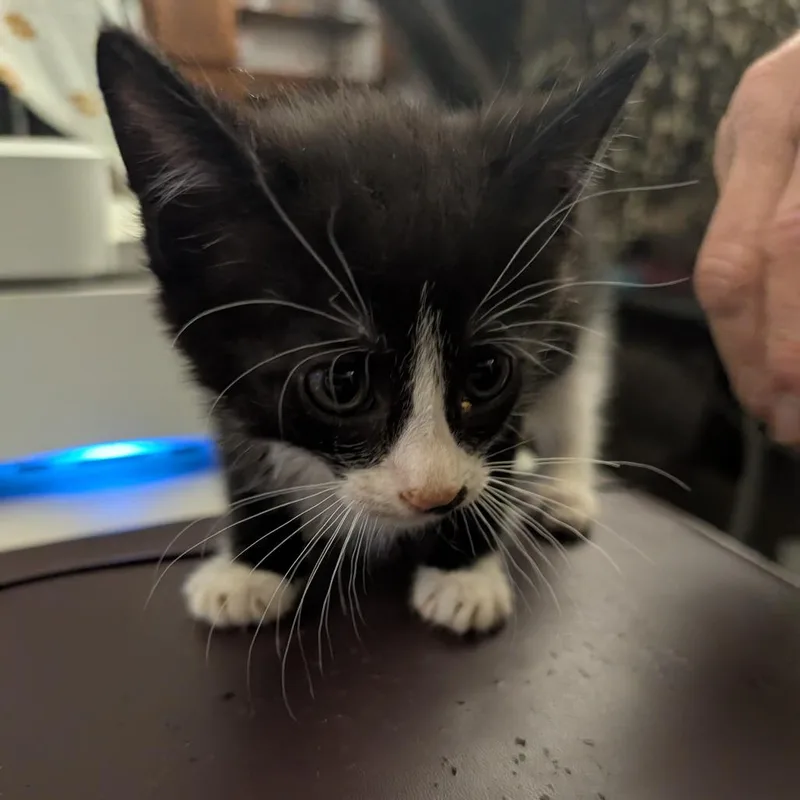 A baby small-sized male Black Domestic Short Hair cat named Espresso for adoption in Bel Air, MD