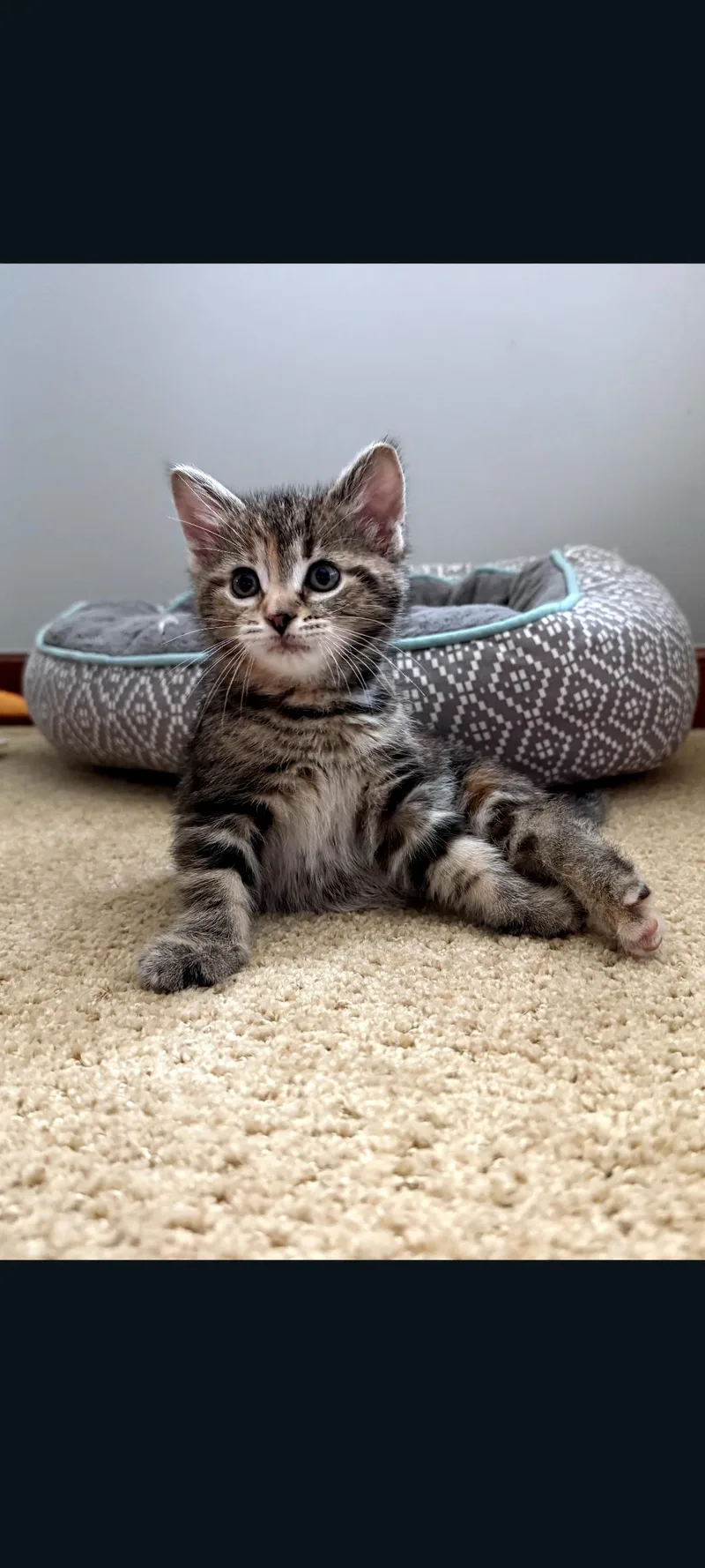 A baby medium-sized female Tabby (Buff / Tan / Fawn) Domestic Short Hair cat named Hazel for adoption in Lewis Center, OH
