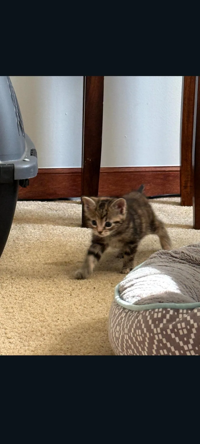 Hazel thumbnail 4