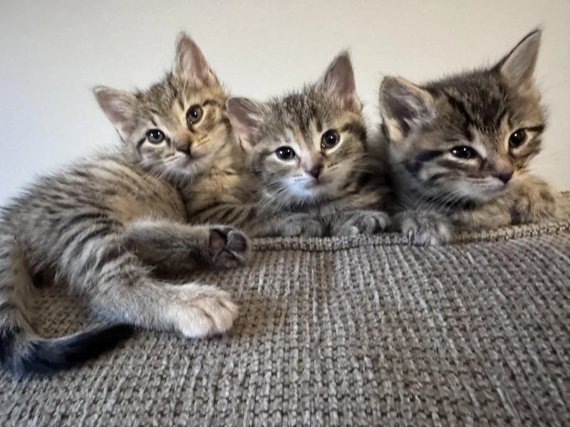 Hazel thumbnail 6