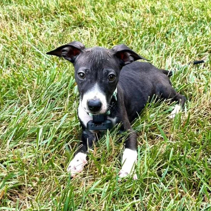 A baby small-sized female Gray / Blue / Silver Mixed Breed dog named Dolly Parton for adoption in Baldwin, MD