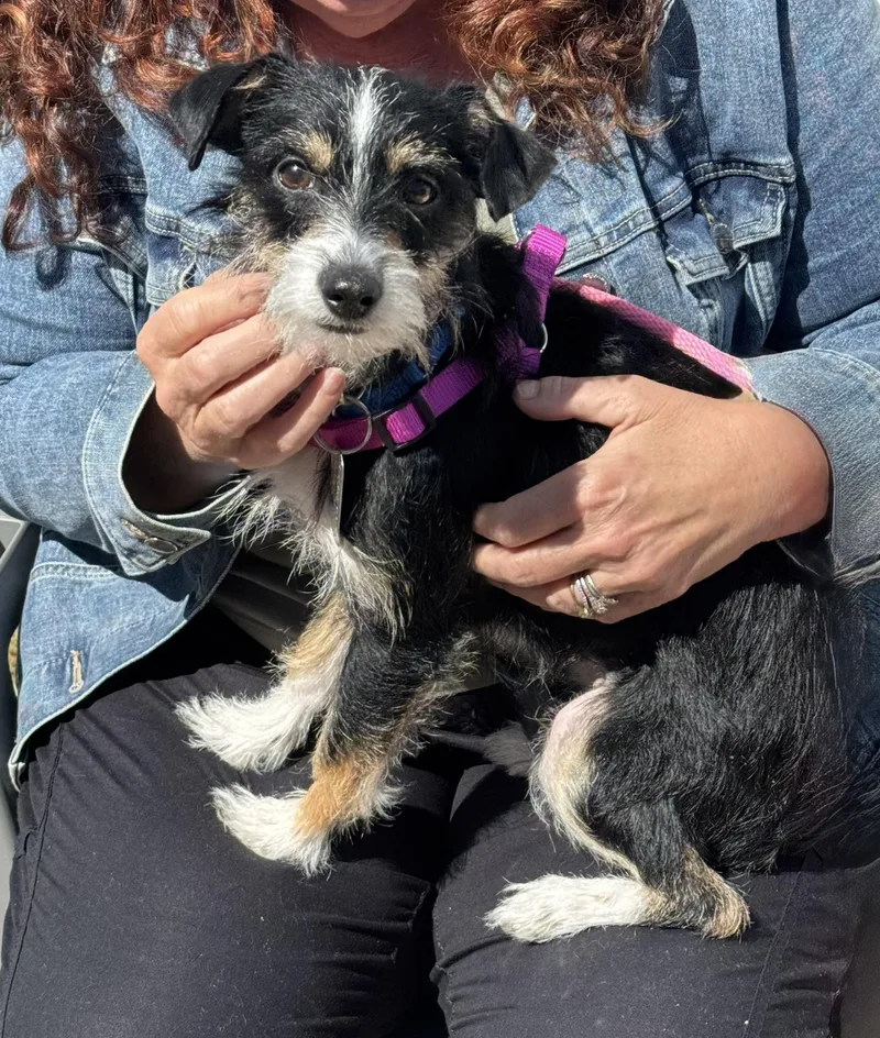 An adult small-sized female Terrier dog named Missy. Bonded With Brooklyn for adoption in Ellicott City, MD