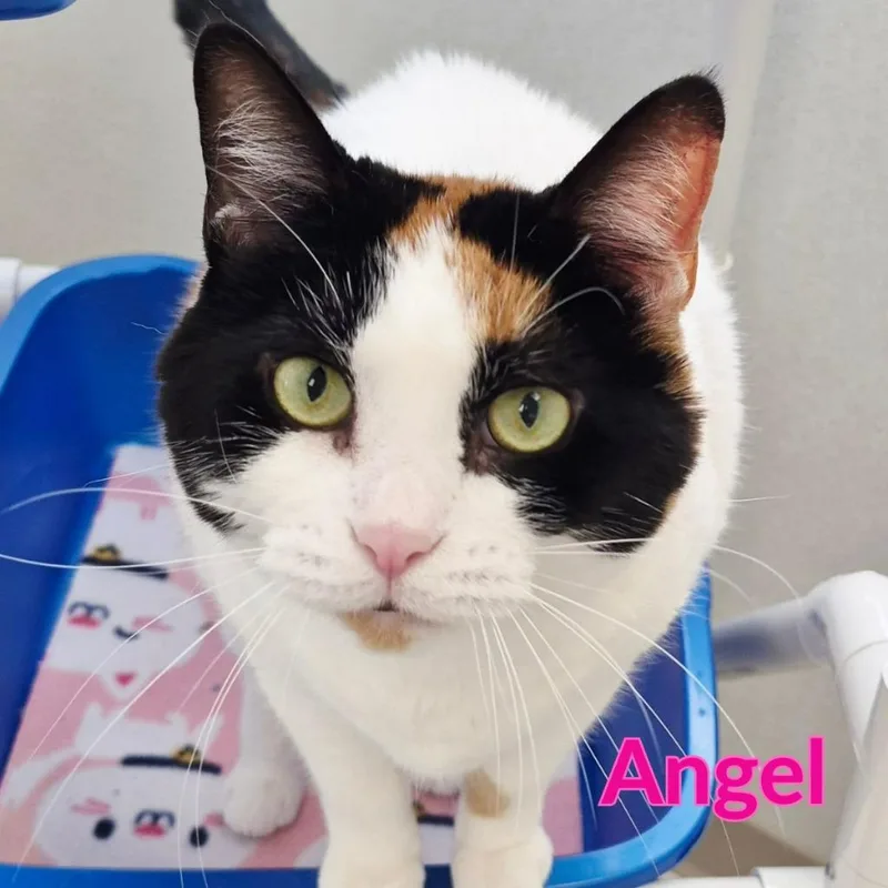 An adult medium-sized female Domestic Short Hair cat named Angel for adoption in North Saint Paul, MN