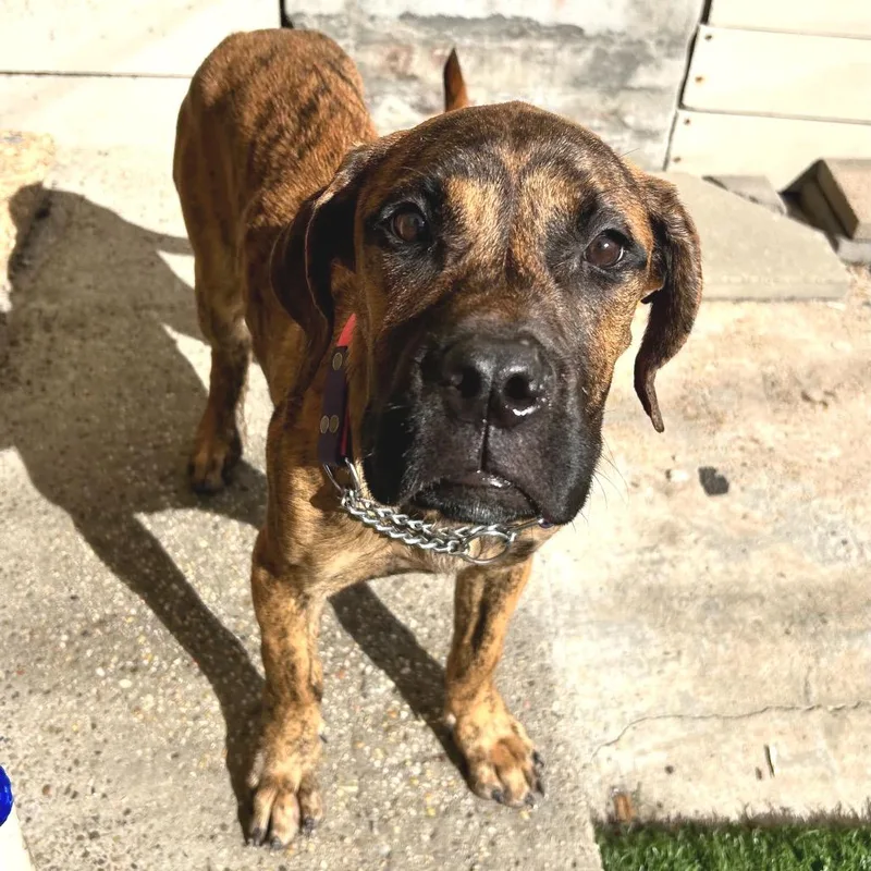 A young large-sized female Brindle Presa Canario dog named Scotch for adoption in New Orleans, LA