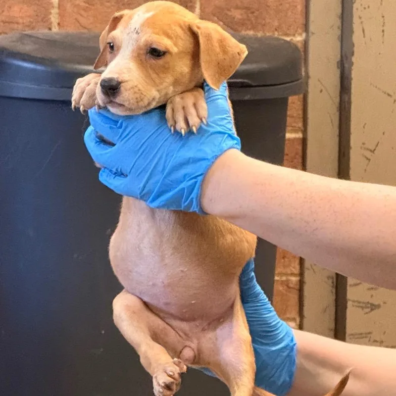 A baby small-sized female Yellow / Tan / Blond / Fawn Terrier dog named Rebecca for adoption in Birmingham, AL
