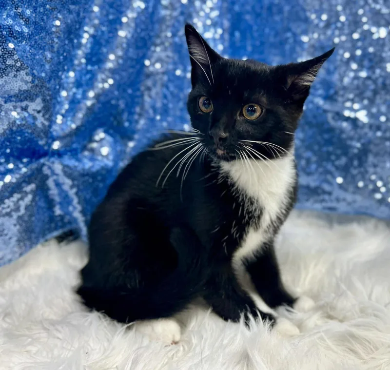 A young medium-sized male Domestic Short Hair cat named Chevron for adoption in Clarkesville, GA