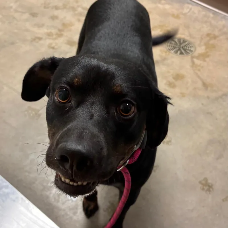 An adult medium-sized male Black Labrador Retriever dog named Speckles for adoption in Ottawa, KS