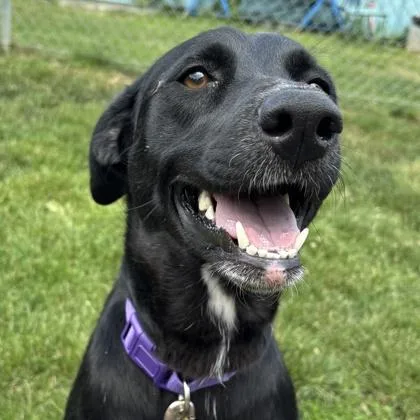 An adult large-sized female Black Mixed Breed dog named Shadow for adoption in Lansing, MI