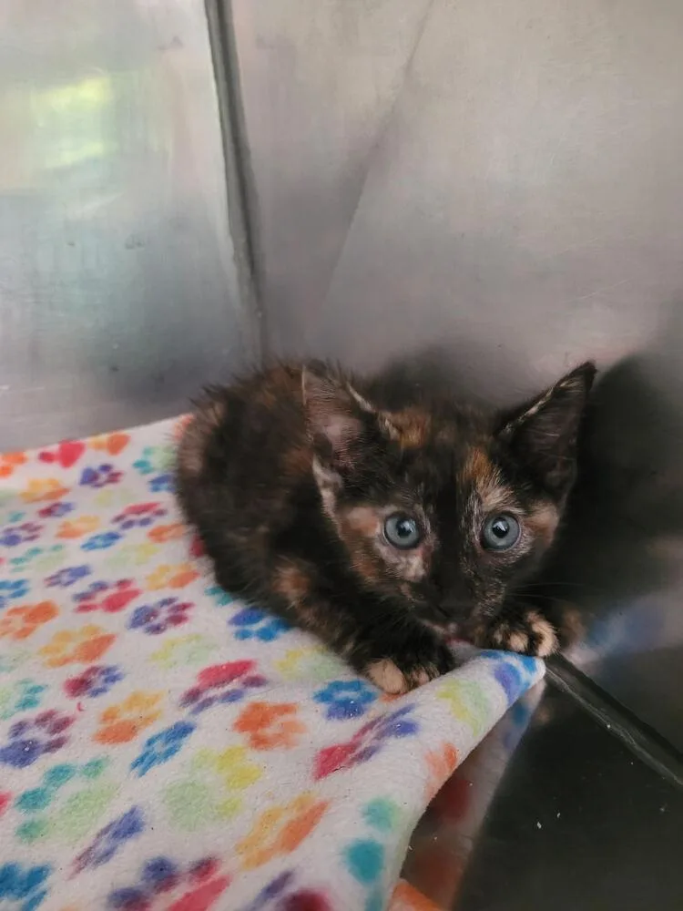 A baby small-sized female Domestic Short Hair cat named Nadia for adoption in Linton, IN