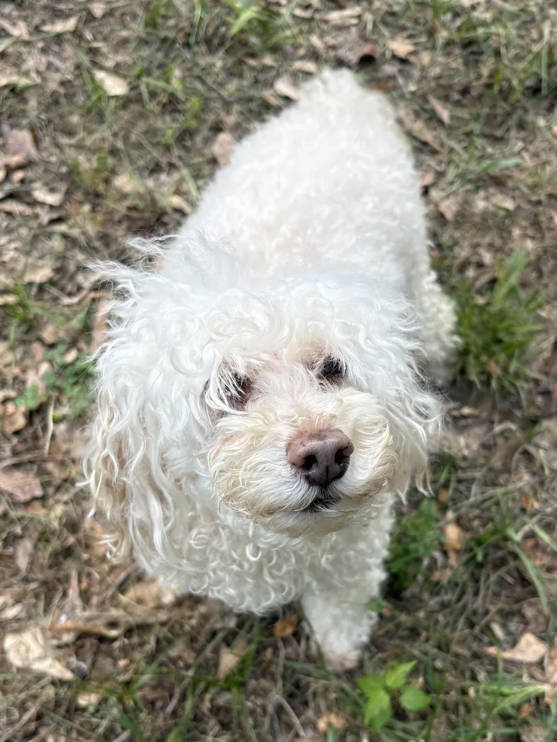 A senior small-sized female Poodle (Toy) dog named Trinket for adoption in Fosters, AL