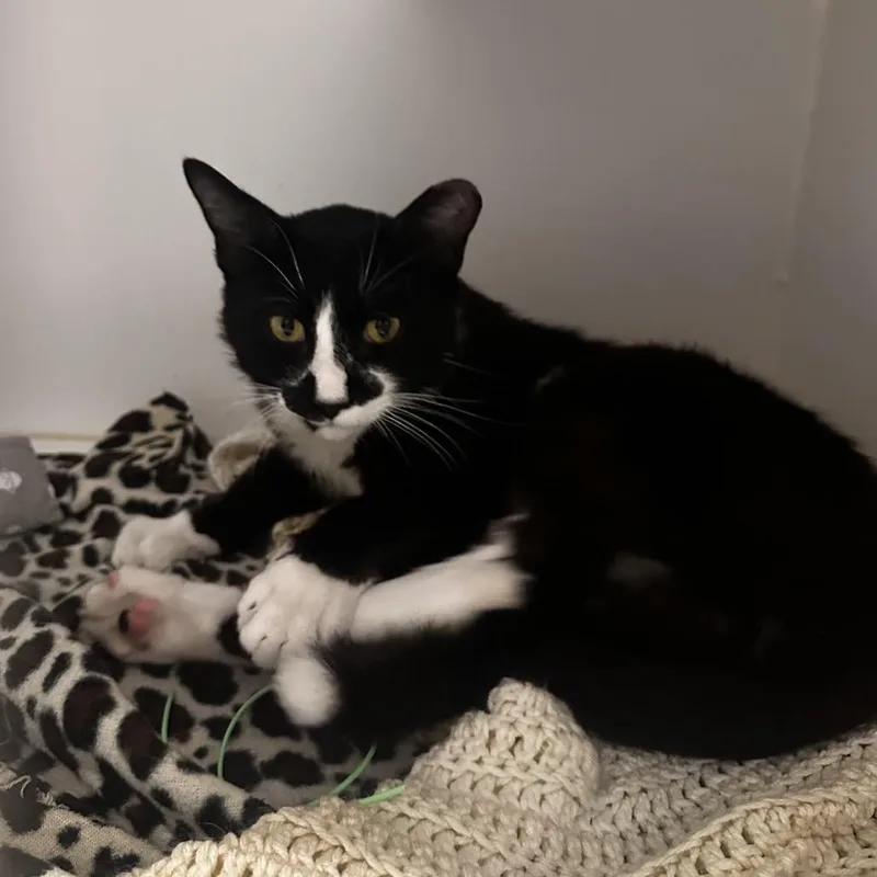 An adult medium-sized male Black Domestic Short Hair cat named Freddie Mercury for adoption in Dearborn, MI