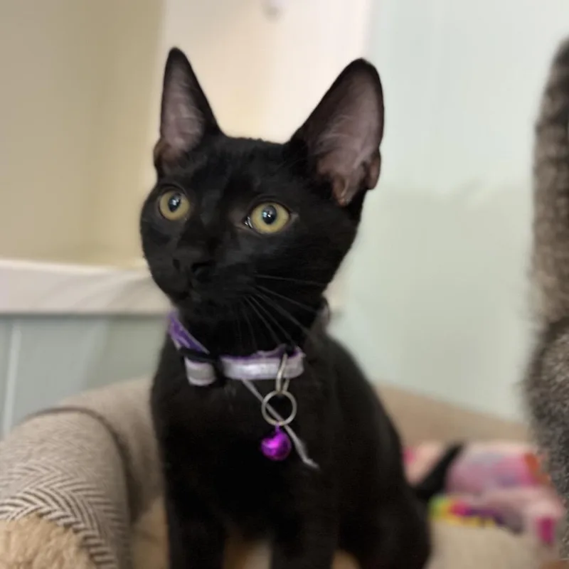 A baby small-sized female Black Domestic Short Hair cat named Jiji for adoption in Lauderhill, FL