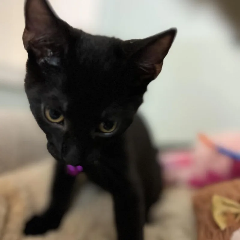 Jiji thumbnail 2