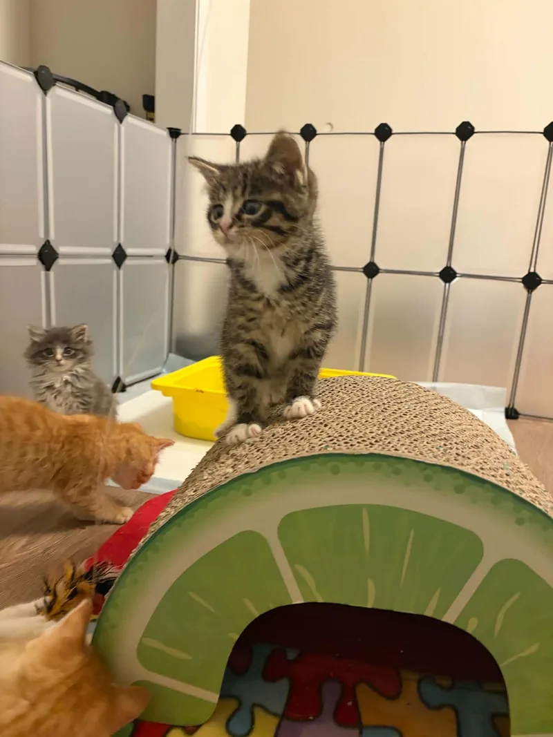 A baby small-sized male Domestic Short Hair cat named Vader for adoption in Milwaukee, WI