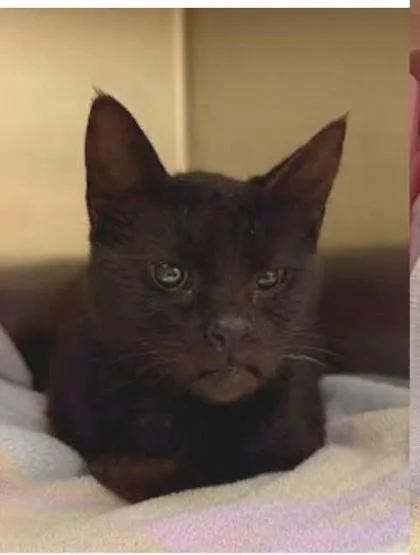 An adult small-sized female Domestic Short Hair cat named Agnes for adoption in Columbia, SC
