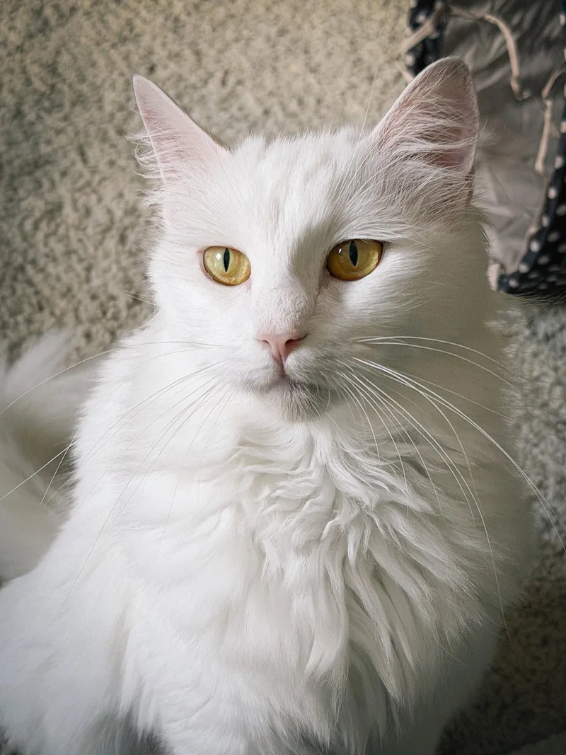 An adult medium-sized female White Domestic Long Hair cat named Mouse for adoption in San Jose, CA