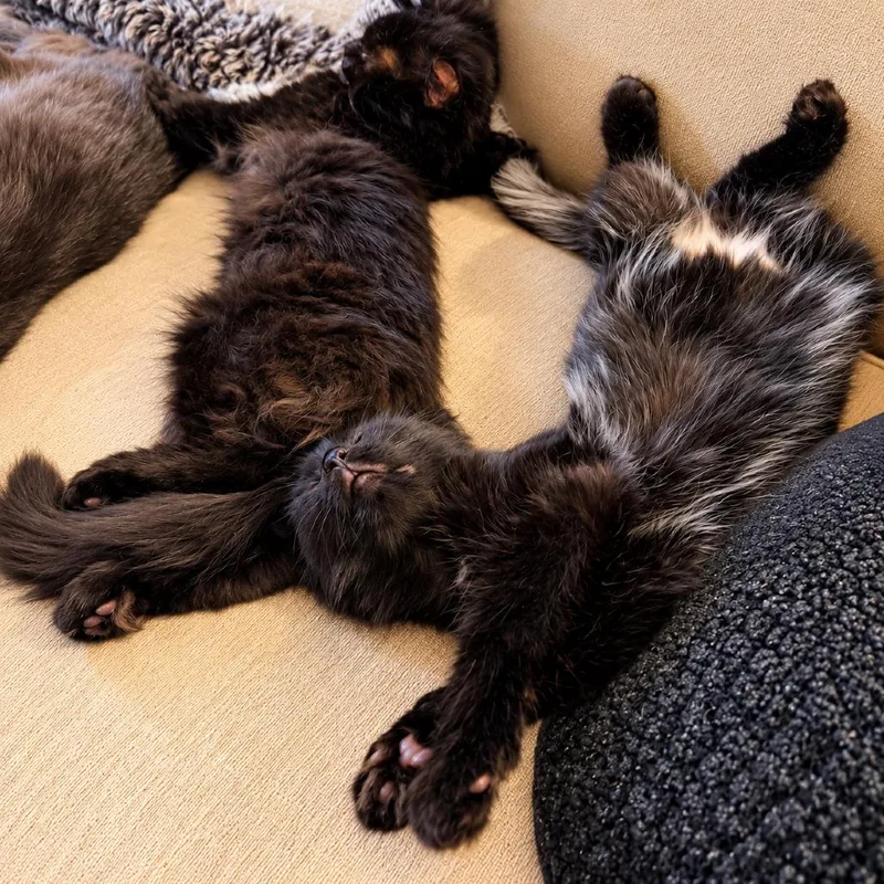 A baby small-sized female Black Domestic Long Hair cat named Jolene for adoption in Hopkinton, MA