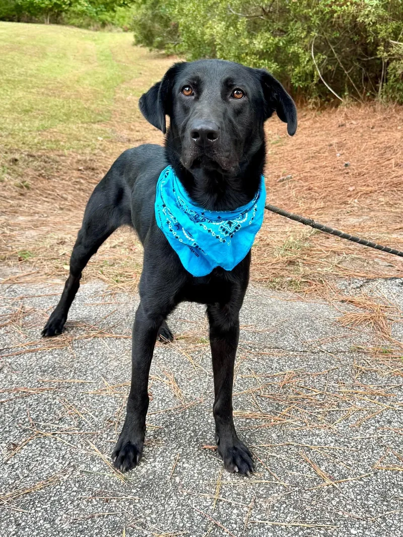A young medium-sized male Mixed Breed dog named Max for adoption in Sumter, SC
