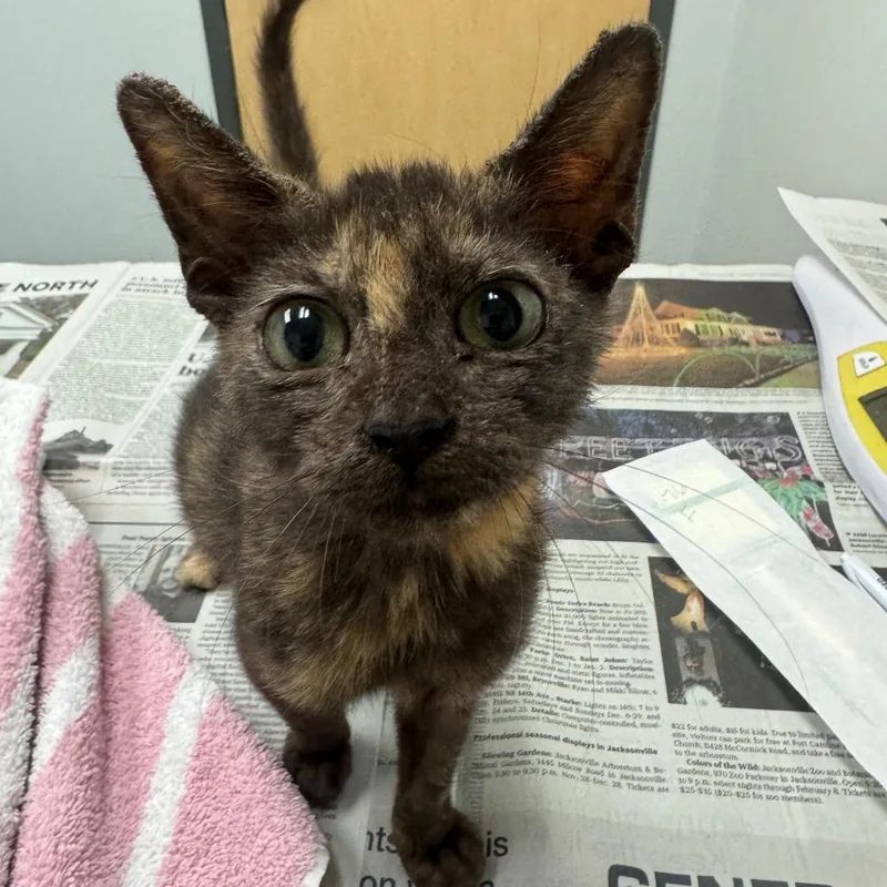 A baby small-sized female Tortoiseshell Domestic Short Hair cat named Crysta for adoption in Jacksonville, FL