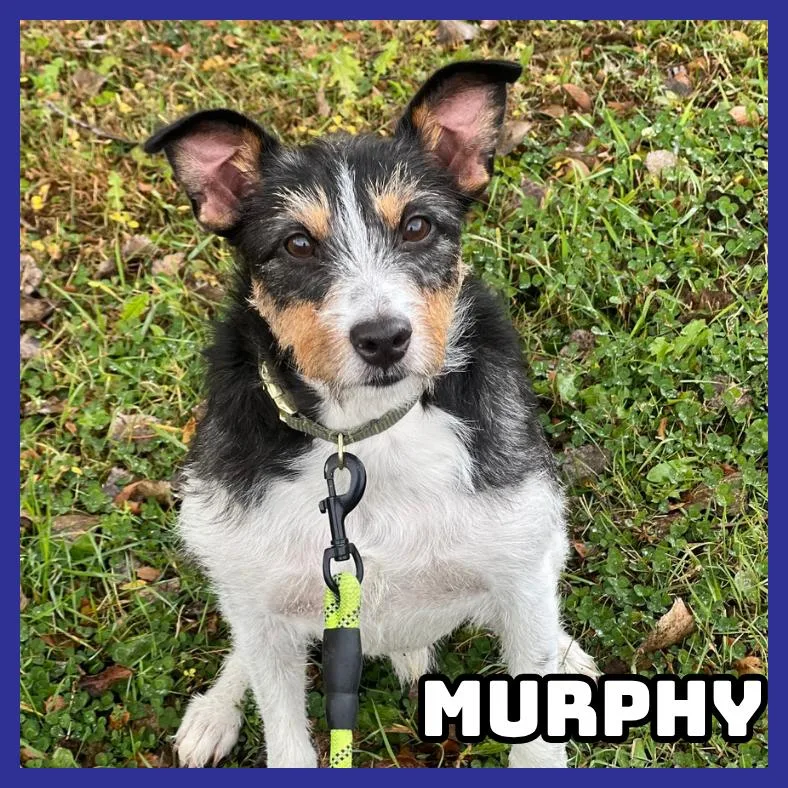 Murphy