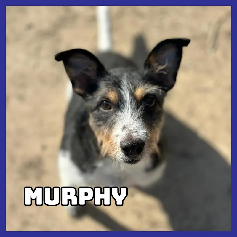 Murphy thumbnail 3