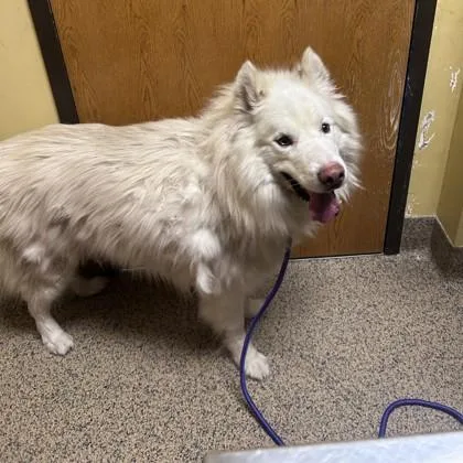 Loki