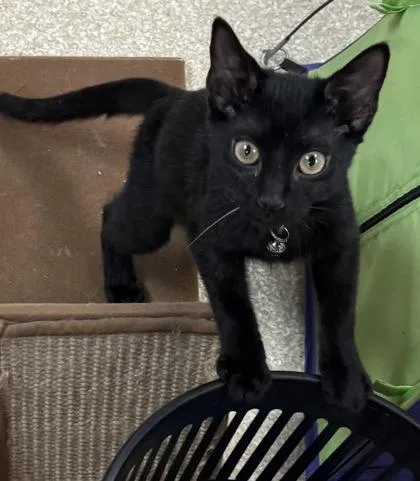 A baby small-sized male Domestic Short Hair cat named Ross $ for adoption in Seneca, SC