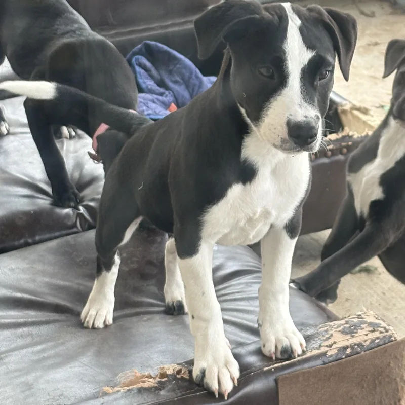 A baby medium-sized male Black Pit Bull Terrier dog named Eclipse for adoption in Houston, TX