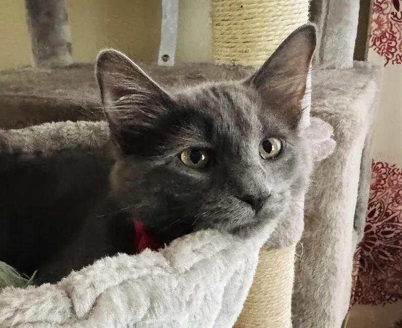 A baby small-sized male Gray / Blue / Silver Domestic Short Hair cat named Asher for adoption in Lincoln, NE