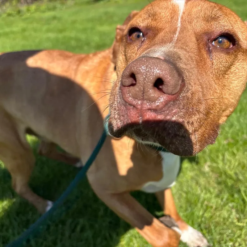 An adult large-sized male Red / Chestnut / Orange Mixed Breed dog named Nash for adoption in Grand Rapids, MI