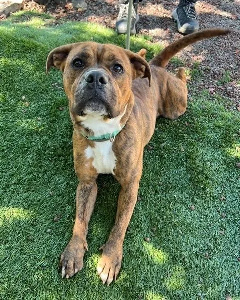 A young medium-sized female Brindle Pit Bull Terrier dog named Star for adoption in Phoenix, OR