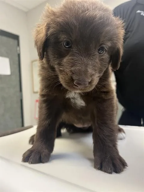 A baby small-sized female Labrador Retriever dog named Pip for adoption in Corpus Christi, TX