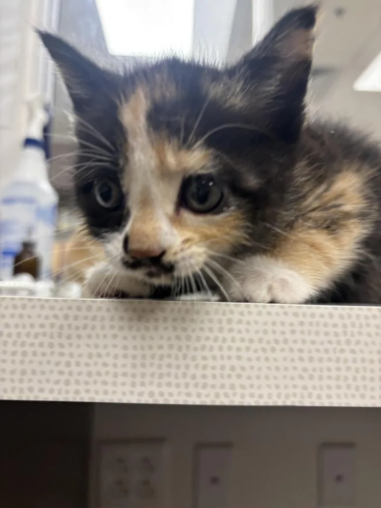 A baby large-sized female Domestic Short Hair cat named Pixie for adoption in Greenfield, IN