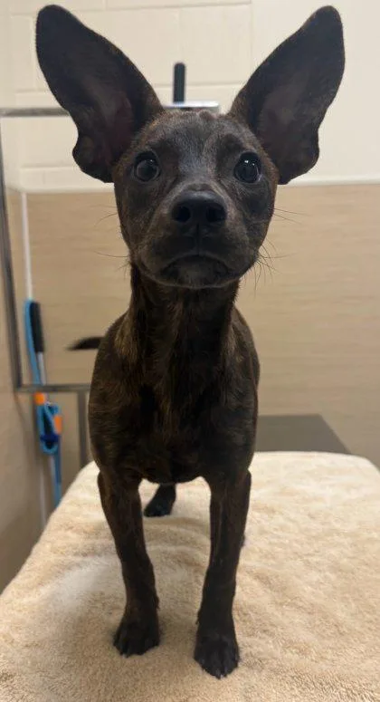 Kiki