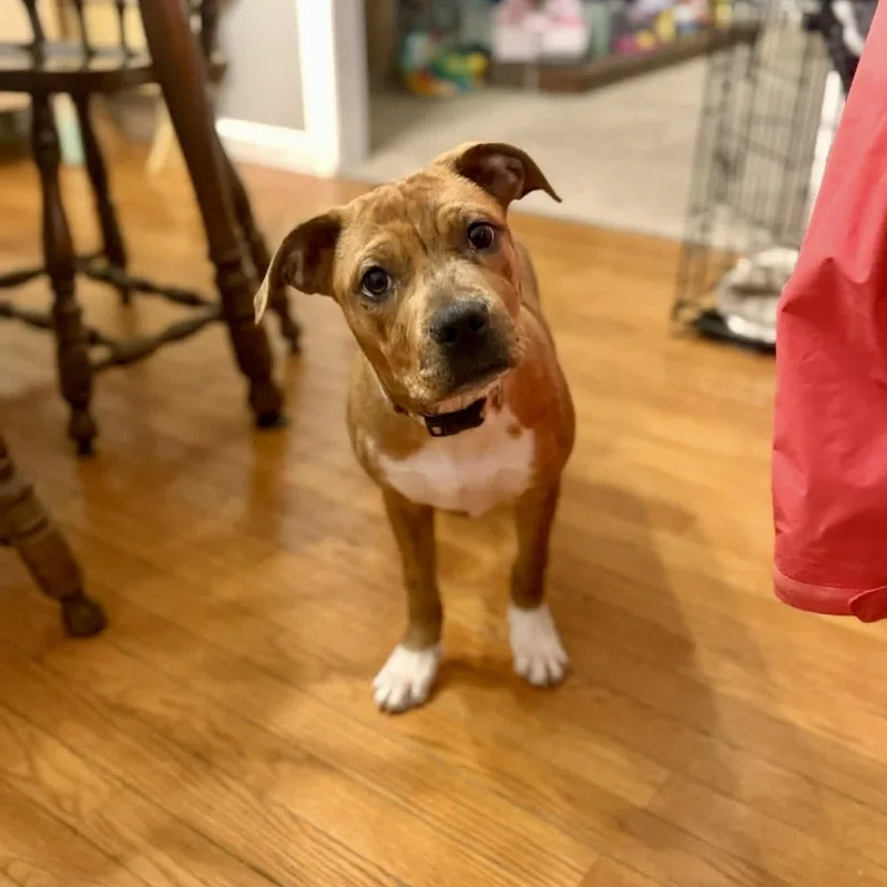 A baby medium-sized female Golden Pit Bull Terrier dog named Ruffles for adoption in Elizabethtown, PA