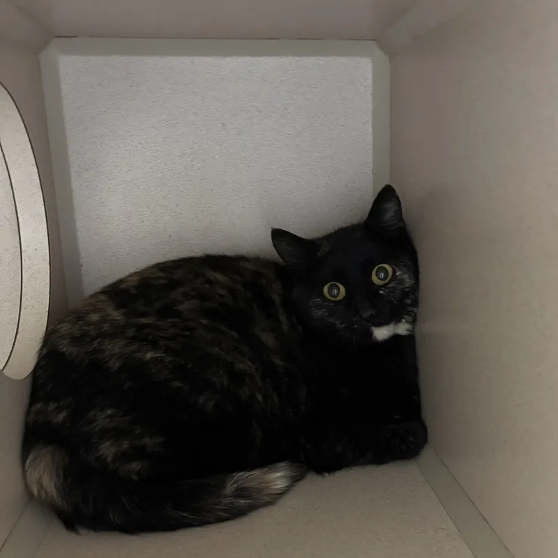 A young medium-sized female Tortoiseshell Domestic Short Hair cat named Briella for adoption in Steamboat Springs, CO