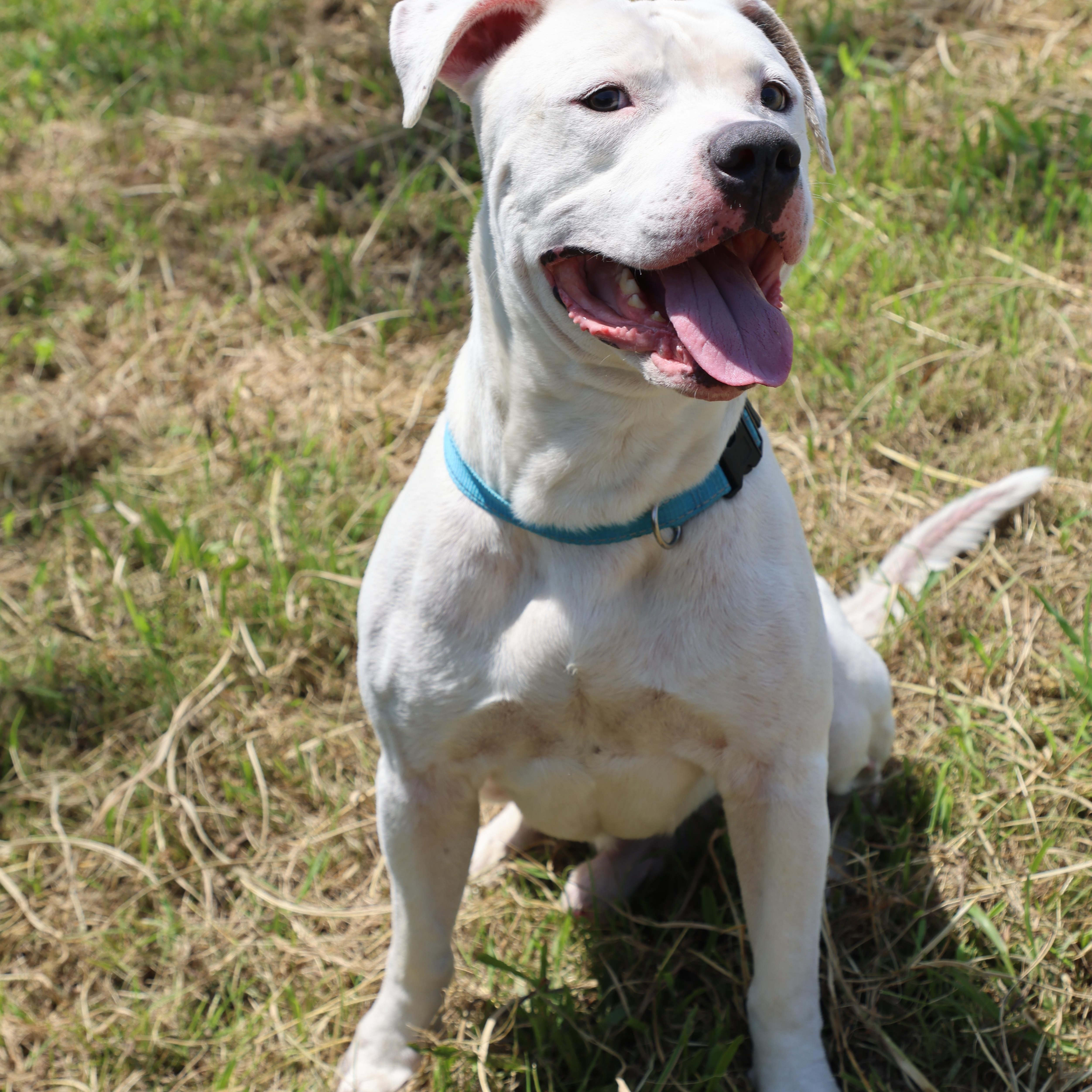 A young large-sized male White / Cream American Staffordshire Terrier dog named Elvis for adoption in Lewisburg, TN