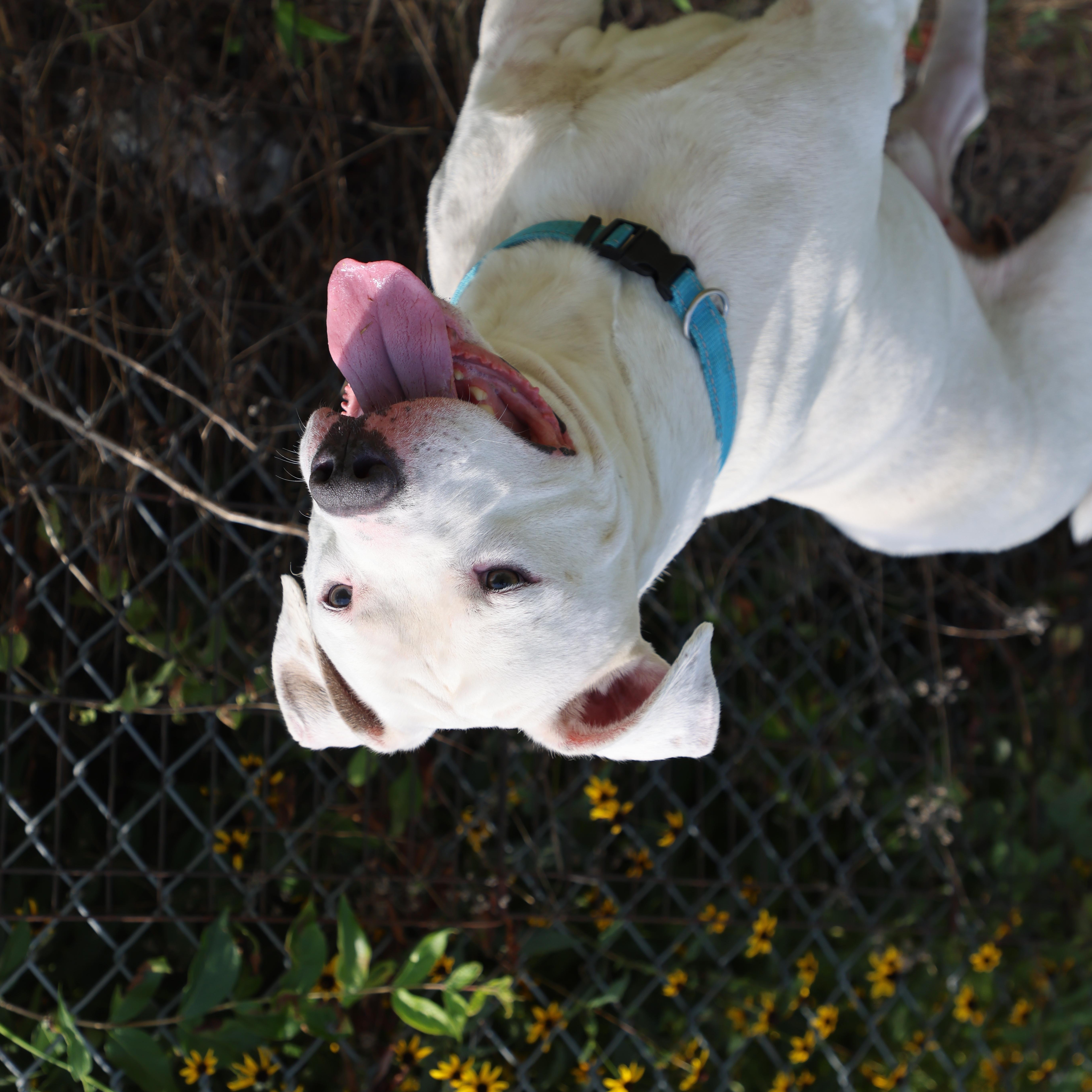 Elvis thumbnail 3