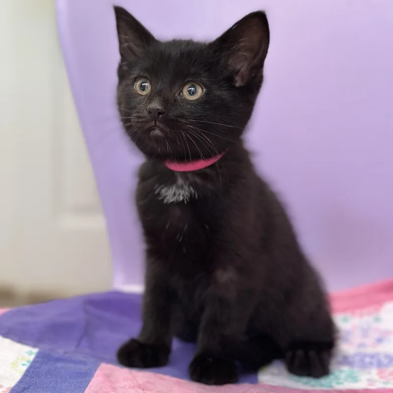 A baby medium-sized female Black Domestic Short Hair cat named Zen for adoption in Victor, NY