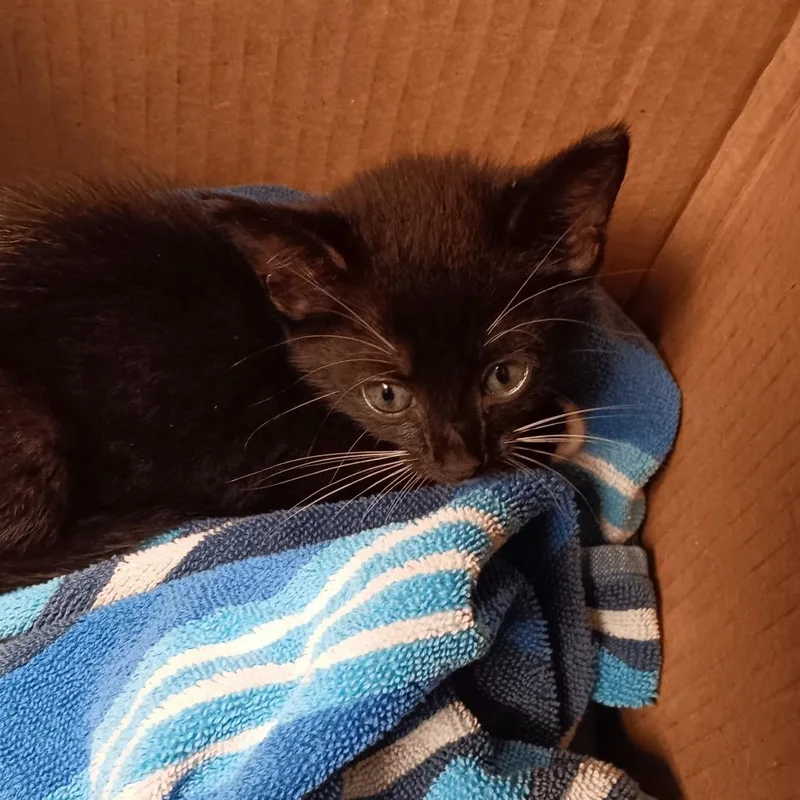 A baby small-sized female Black Domestic Short Hair cat named Yuki for adoption in Mooresville, NC