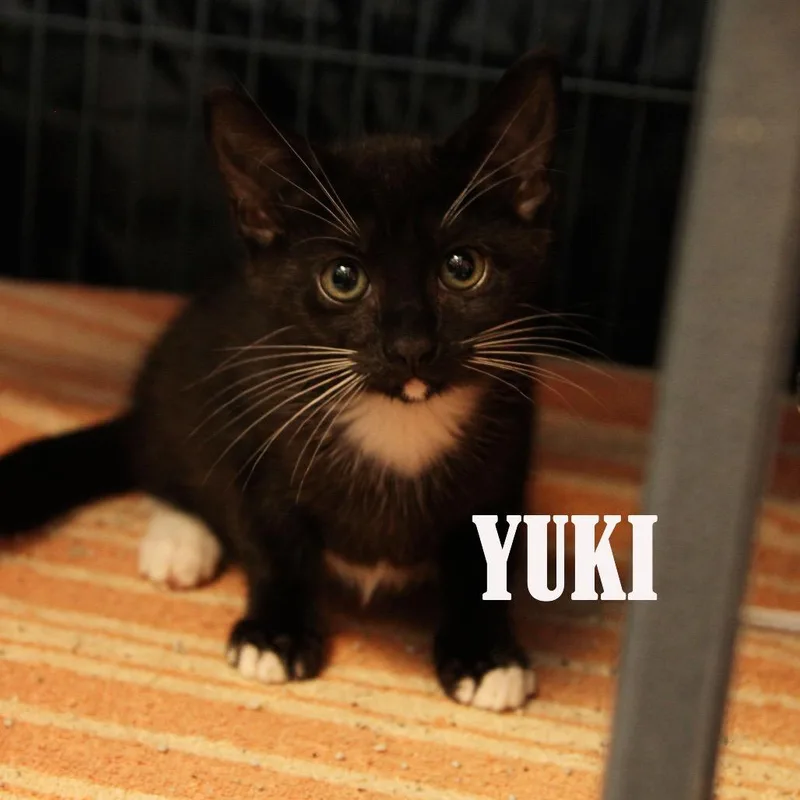 Yuki thumbnail 2