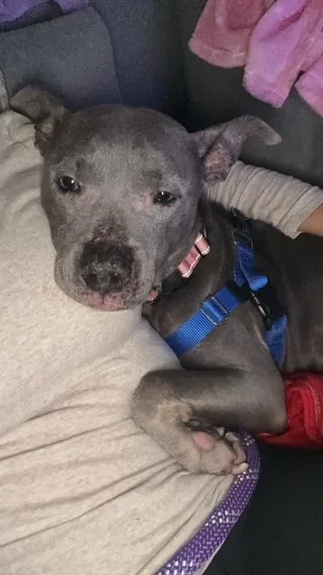 An adult large-sized female Mixed Breed dog named Angelica for adoption in Chamblee, GA