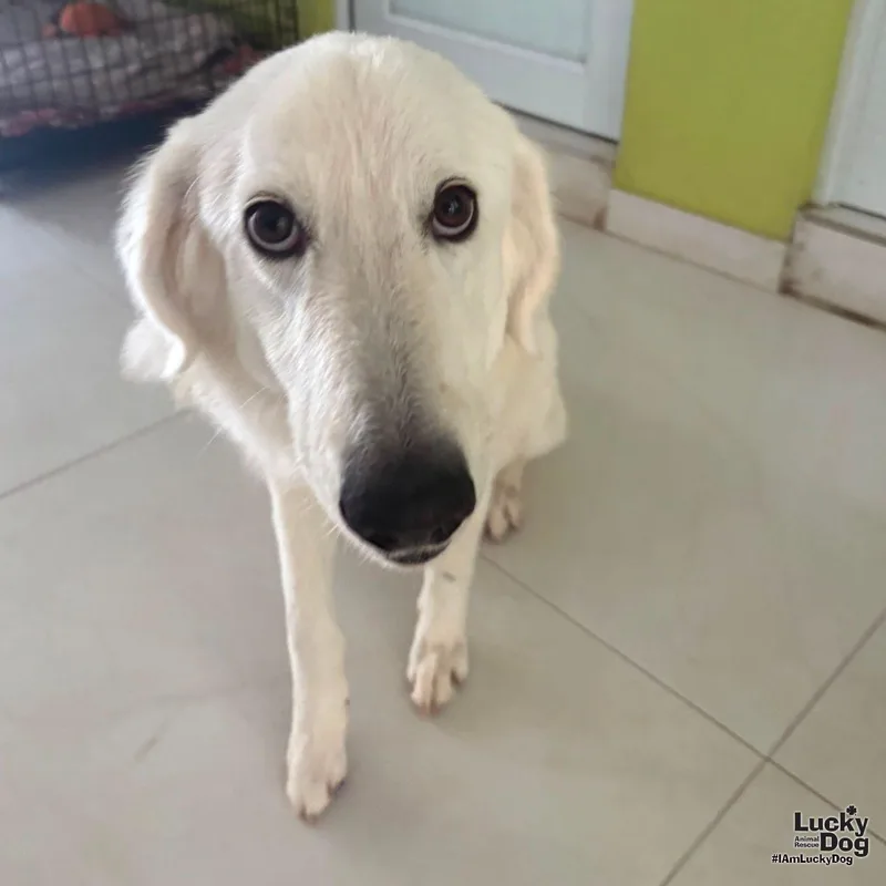 Perla