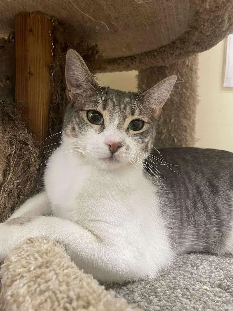 A young medium-sized female Tabby (Leopard / Spotted) Egyptian Mau cat named Nurse Nicolette "nic" Nevin for adoption in HEMET, CA