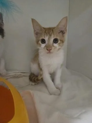 A baby small-sized male Domestic Short Hair cat named Elmo for adoption in Savannah, GA